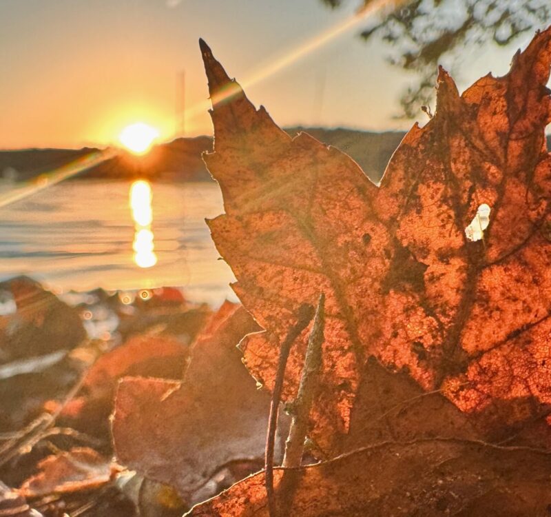 2025 Fall cover pic